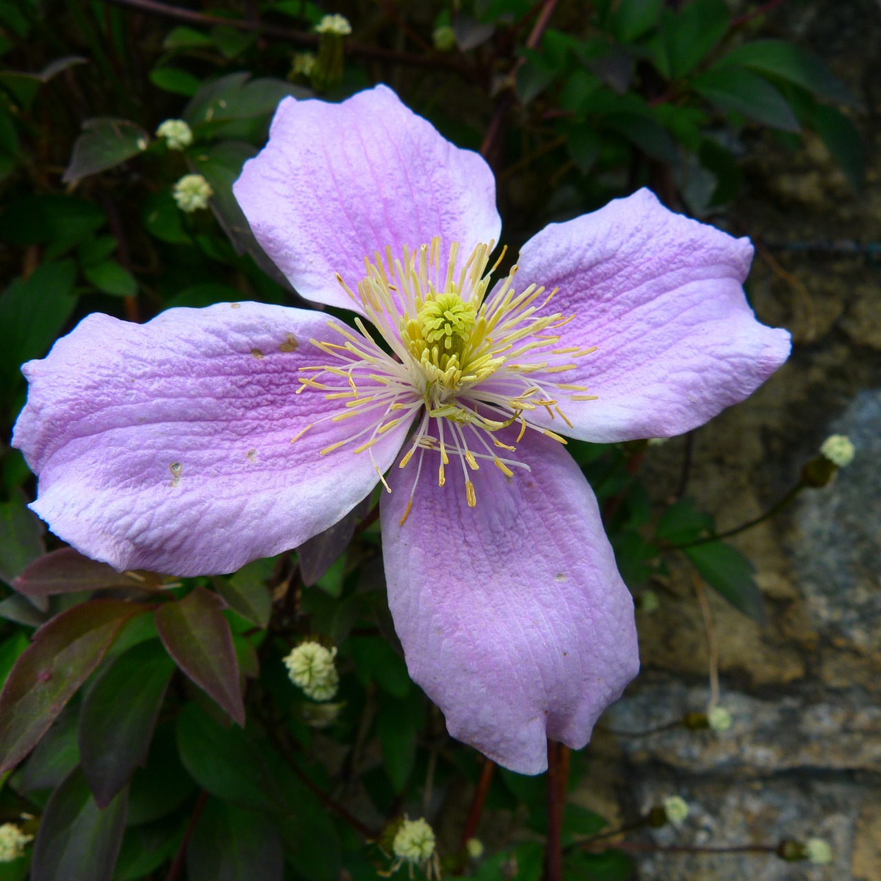 Gėlė, Makro, Sodas, Žiedlapis, Violetinė, Pistil, Žydėjo, Flora, Žydėjimas, Pavasaris