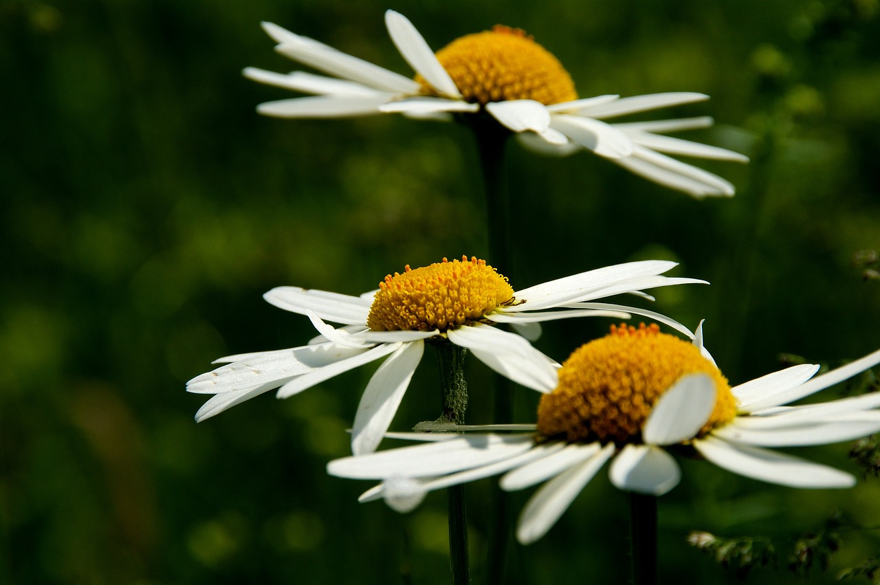 Daisy, Gėlė, Uždaryti, Žiedas, Žydėti, Geltona, Balti Žiedlapiai, Geltonas Centras, Nemokamos Nuotraukos,  Nemokama Licenzija