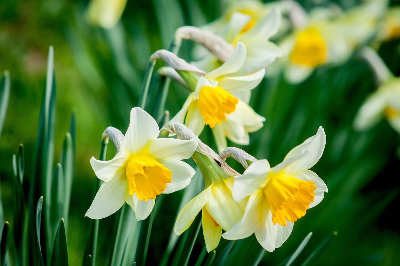 Daffodil, Gėlė, Gamta, Pavasaris, Balta, Geltona Gėlė, Žydėti, Augalas, Žinoma, Geltona