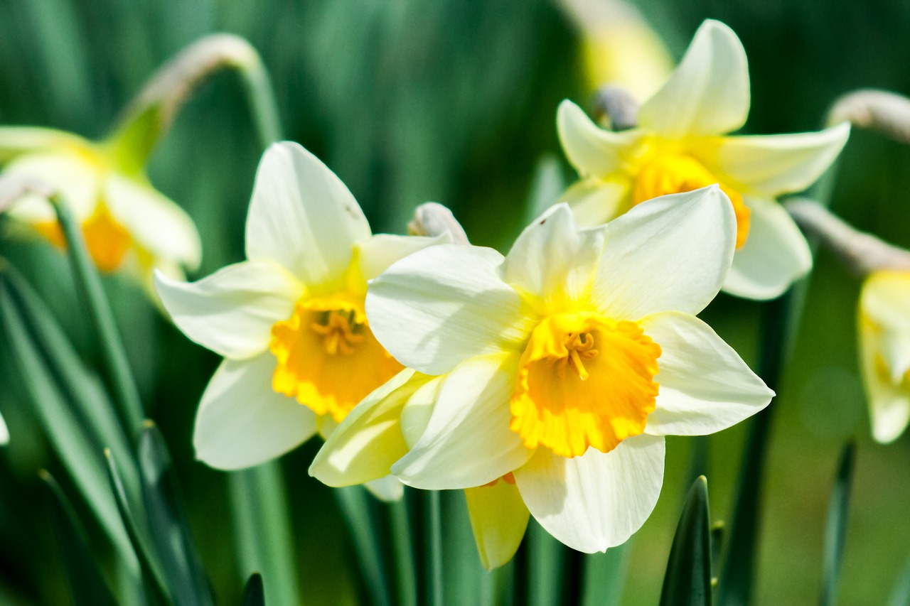 Daffodil, Gėlė, Gamta, Pavasaris, Balta, Geltona Gėlė, Žydėti, Augalas, Žinoma, Geltona