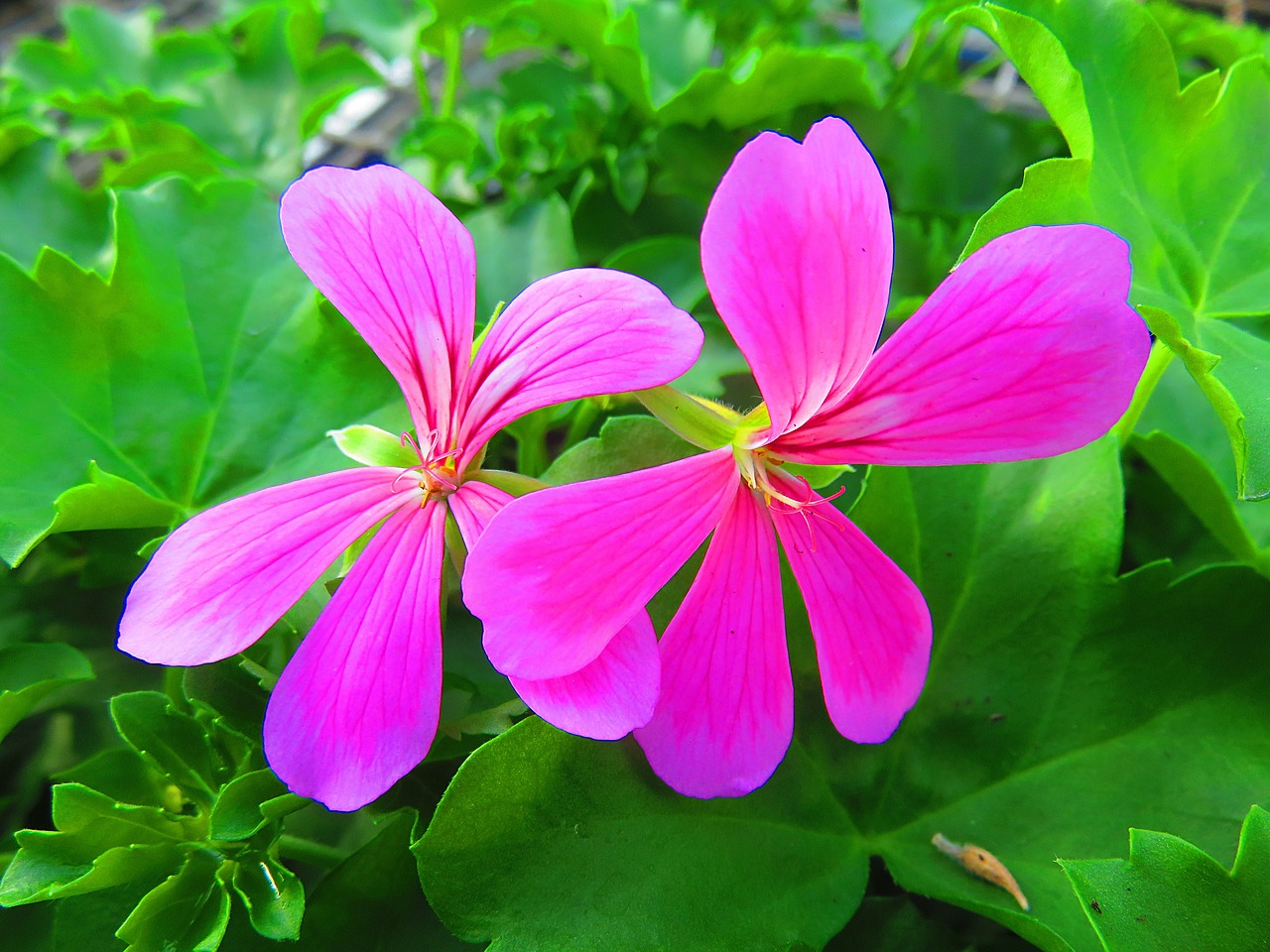 Gėlė, Geranium, Rožinis, Pelargonium, Vasara, Nemokamos Nuotraukos,  Nemokama Licenzija