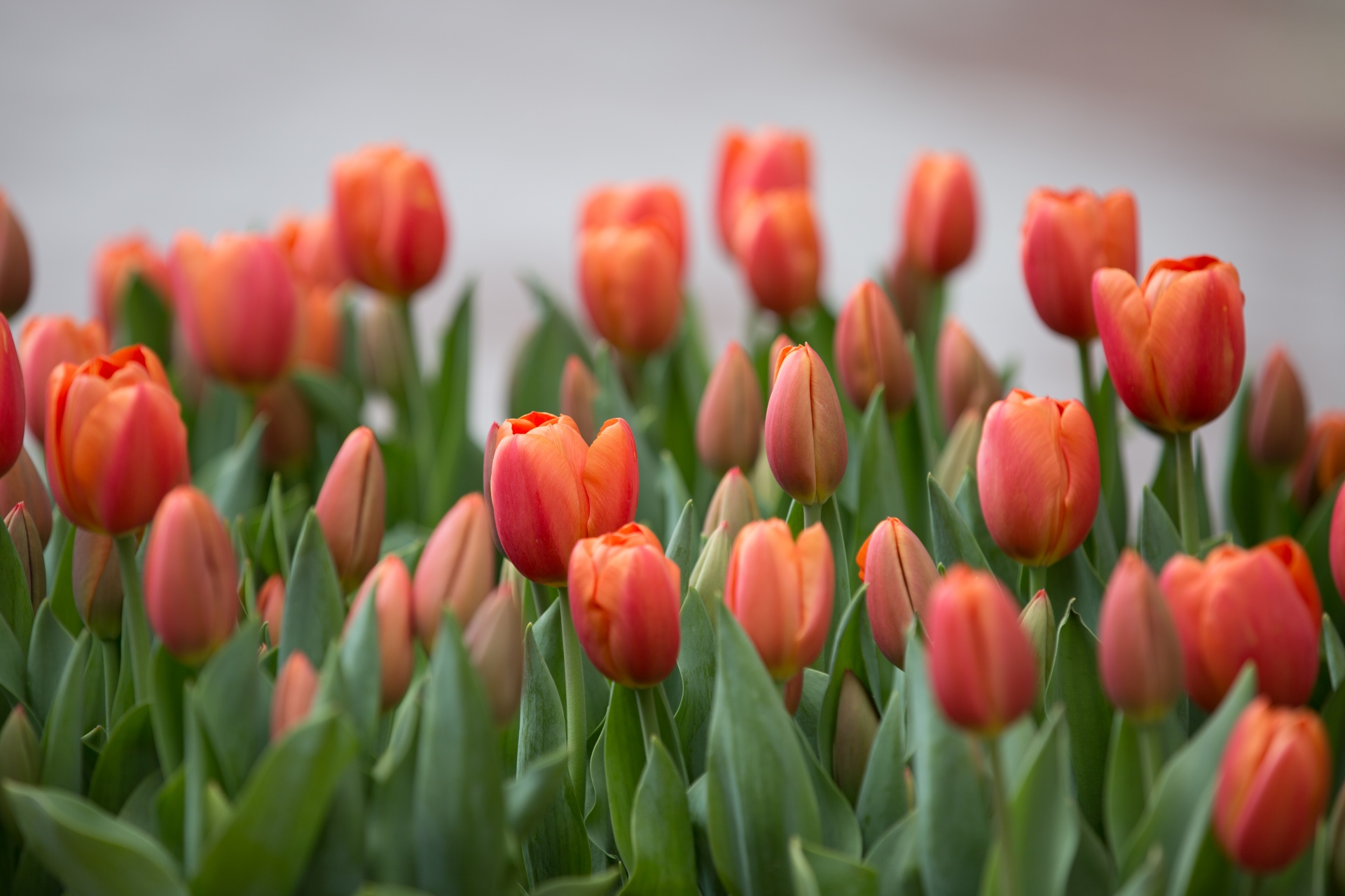 Žydėti,  Žydi,  Žiedas,  Puokštė,  Šviesus,  Spalva,  Spalvinga,  Elegantiškas,  Laukas,  Flora