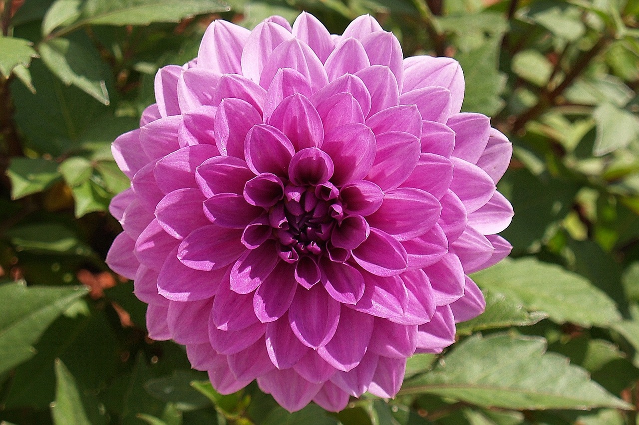 Gėlė, Dahlia, Violetinė, Žiedlapis, Žydi, Žiedas, Flora, Gamta, Sodas, Pavasaris