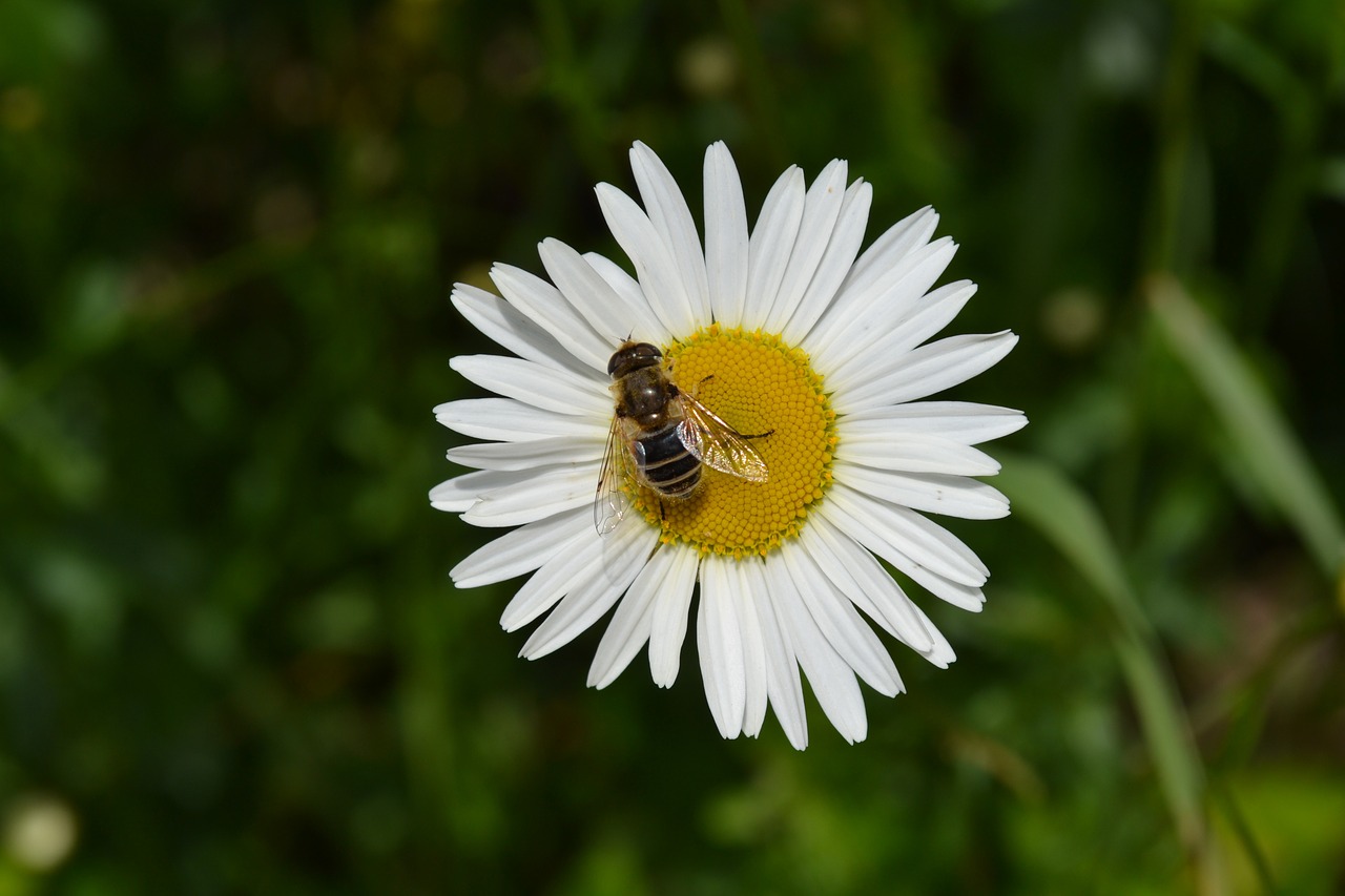 Gėlė, Gėlės, Gamta, Žalias, Laukinės Gėlės, Balta, Baltos Gėlės, Margriet, Bičių, Pavasaris