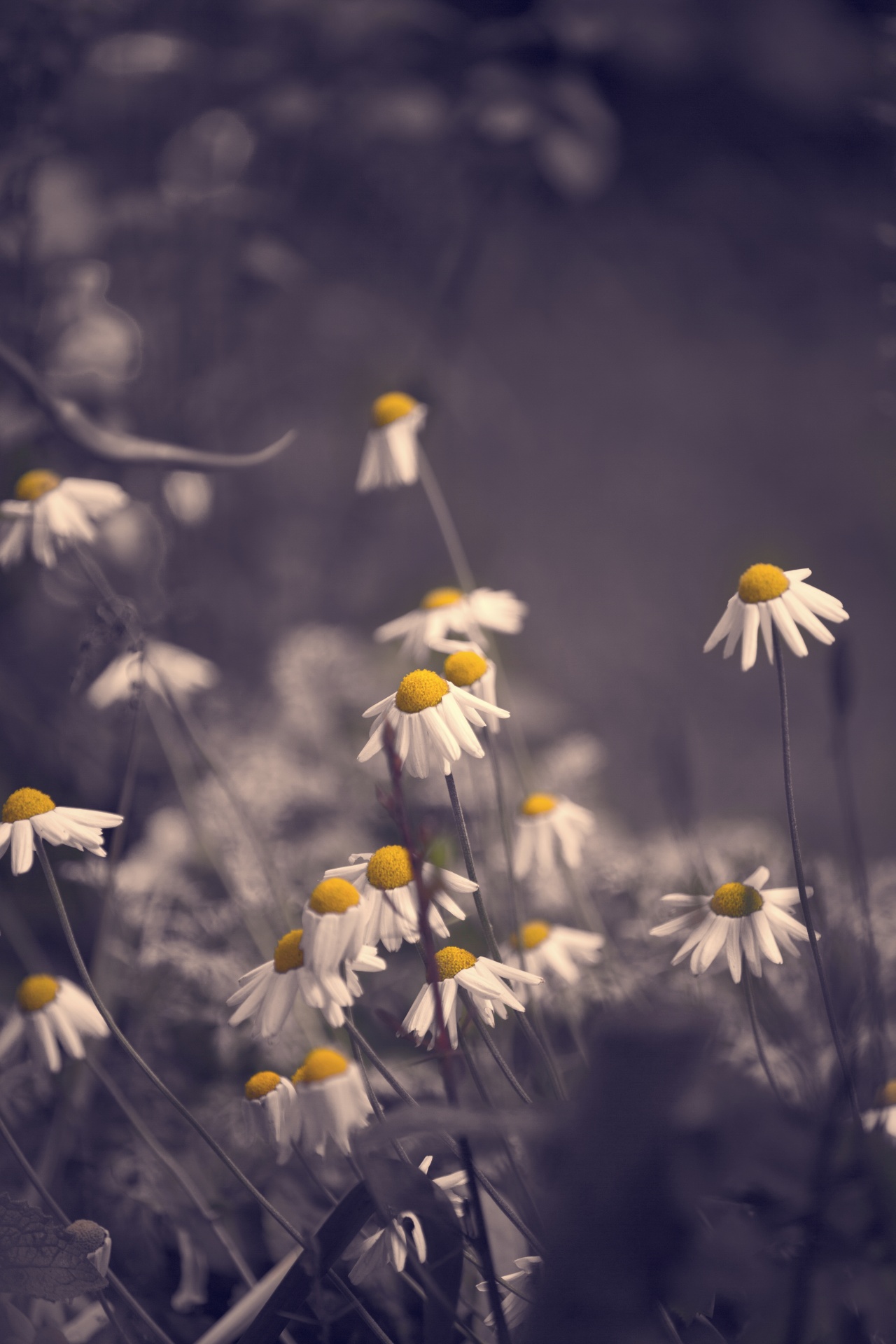 Gėlė,  Gėlės,  Meilė,  Natūralus,  Gamta,  Valentine,  Vintage,  Daisy,  Gėlė, Nemokamos Nuotraukos