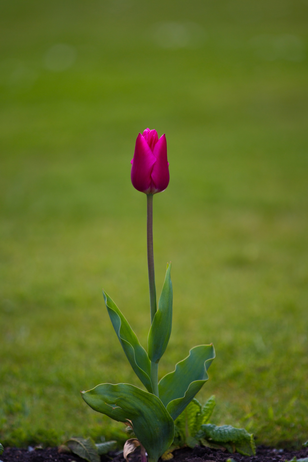 Žydėti,  Žydi,  Žiedas,  Puokštė,  Šviesus,  Spalva,  Spalvinga,  Elegantiškas,  Laukas,  Flora