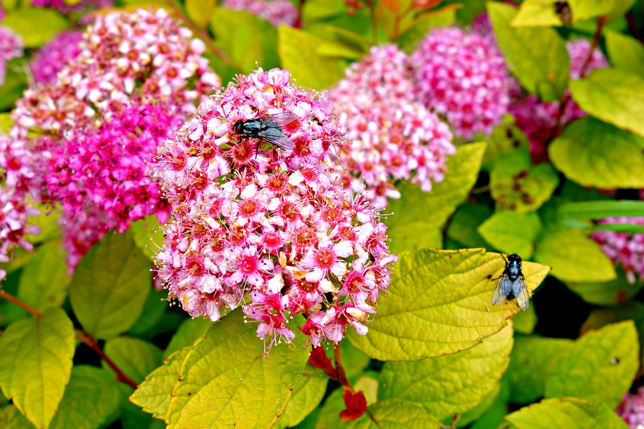 Sedum, Gėlė, Rožinis, Rožinė Gėlė, Žiedas, Žydėti, Makro, Vabzdys, Skristi, Vabzdys Ant Gėlių