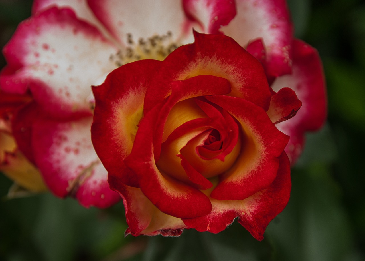 Gėlė, Rožinis, Rožių Krūmas, Raudona, Nemokamos Nuotraukos,  Nemokama Licenzija