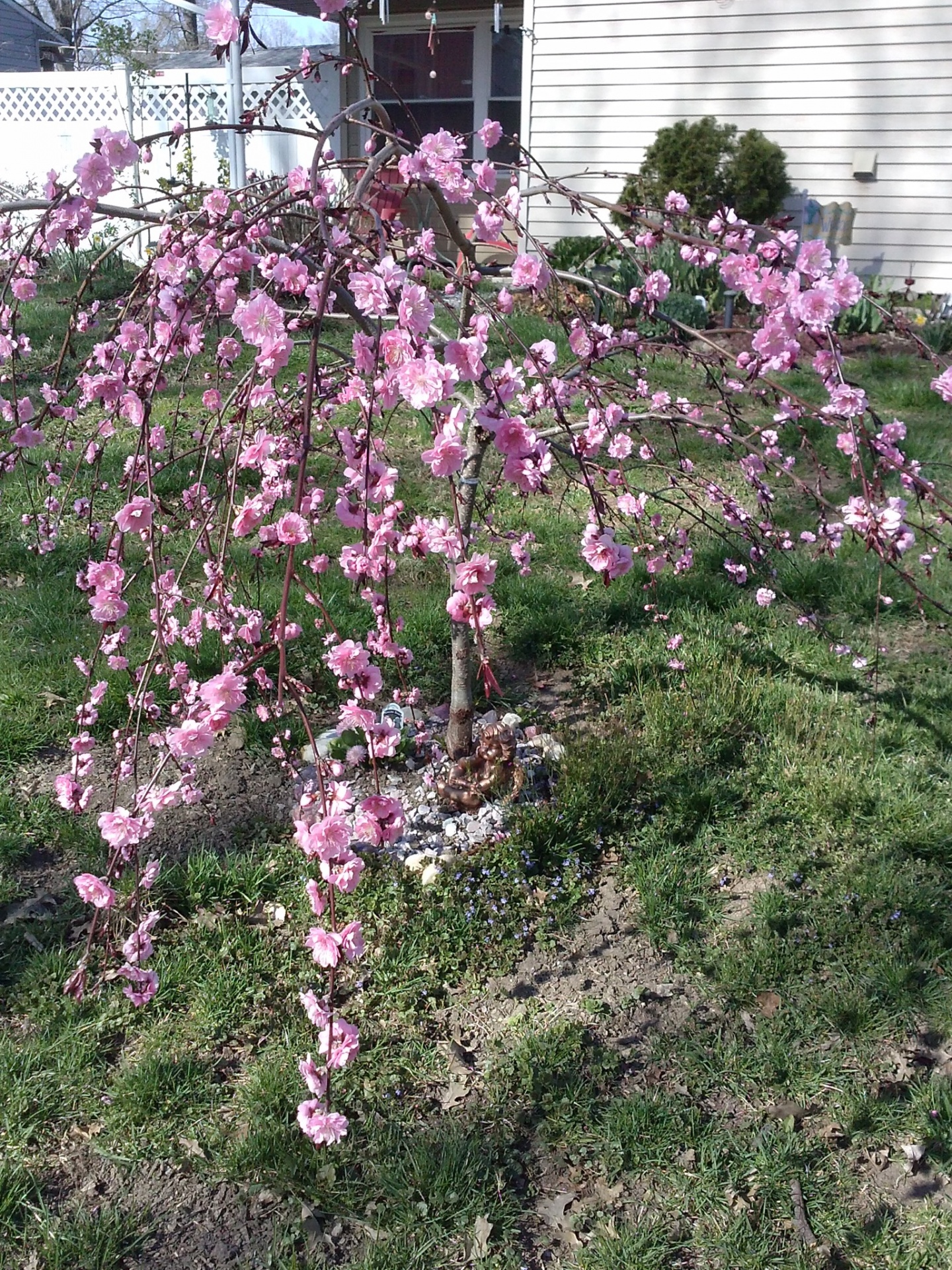 Gėlė,  Gėlės,  Rožė,  Daffodil,  Rožės,  Dešimtys,  Laukiniai,  Žiedlapiai,  Žiedlapis,  Saulėgrąžos