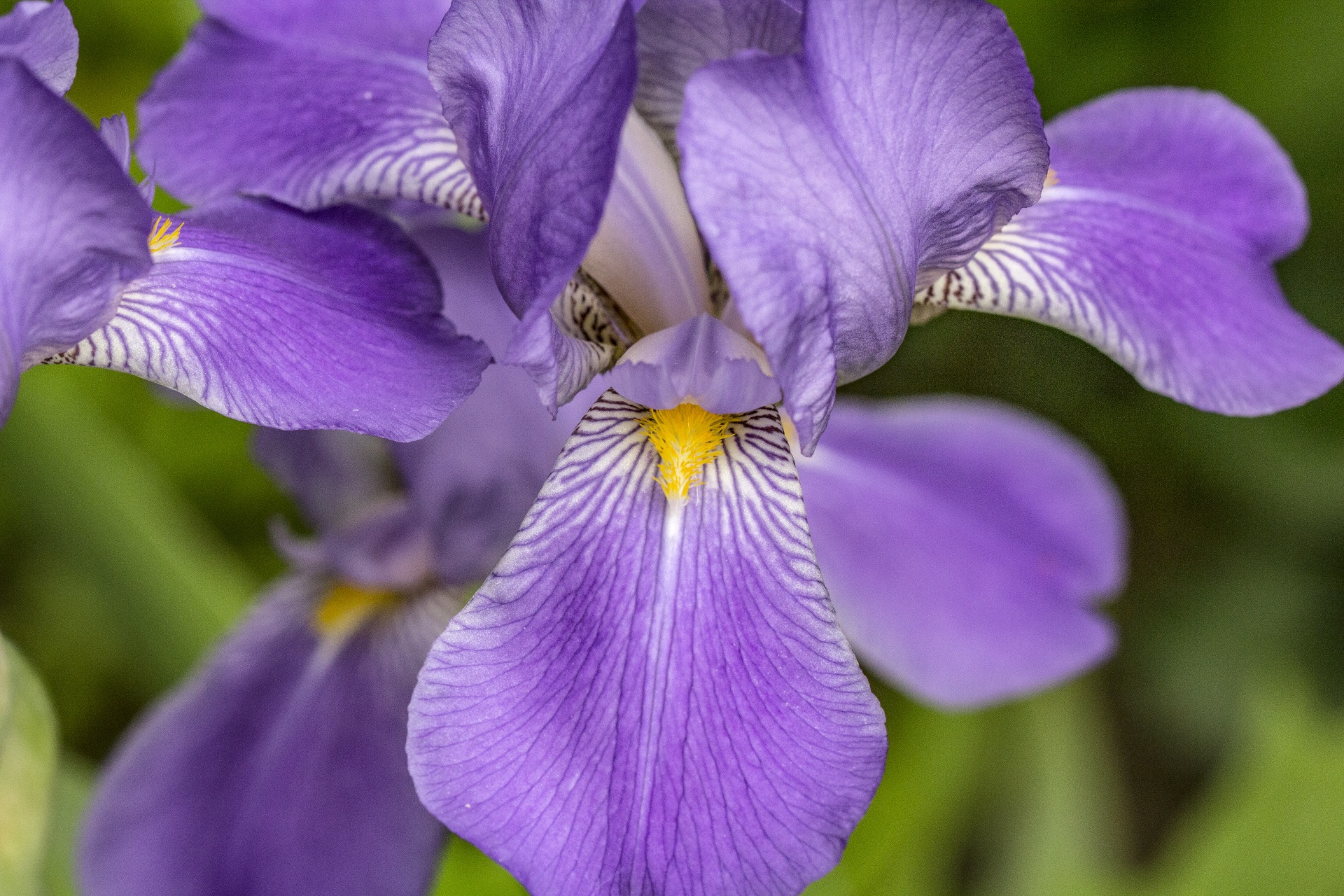 Iris,  Gėlė,  Augalas,  Augimas,  Violetinė,  Makro,  Uždaryti & Nbsp,  Šviežumas,  Spalvinga,  Lauke