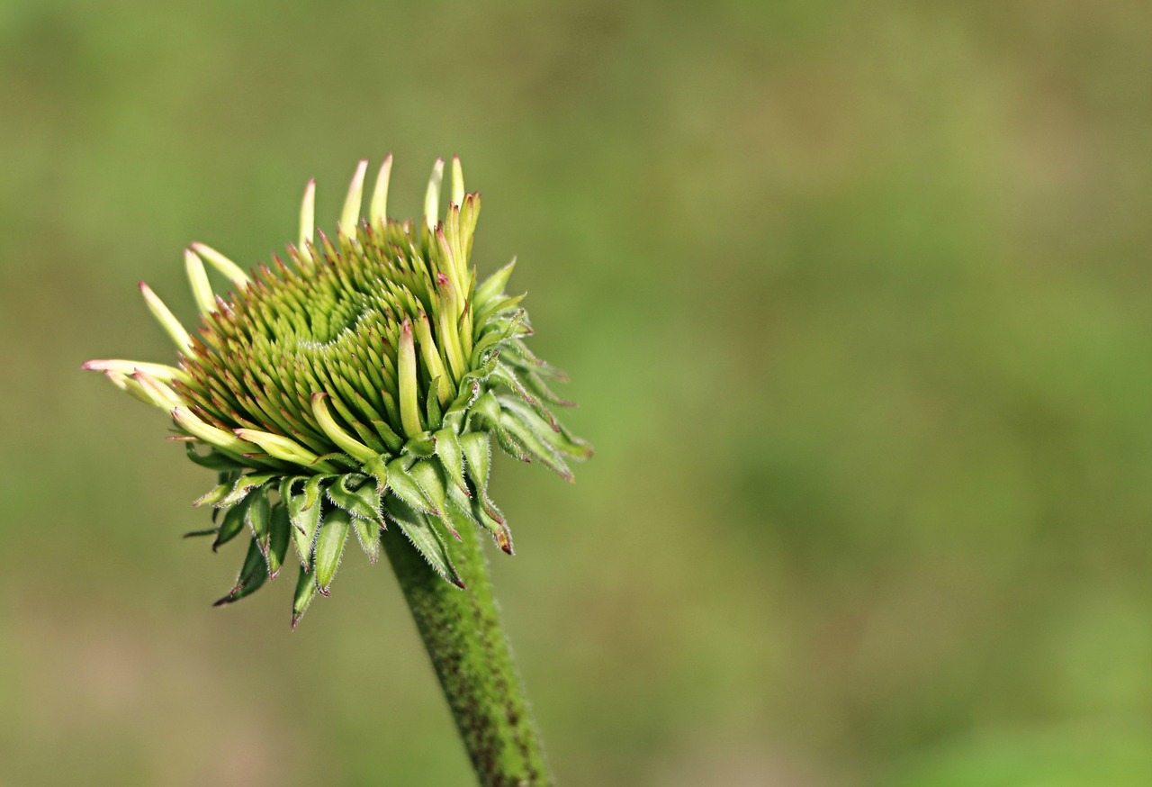 Gėlė, Budas, Žalias, Fonas, Echinacea, Barb, Vienišas, Augalas, Gamta, Žydėti