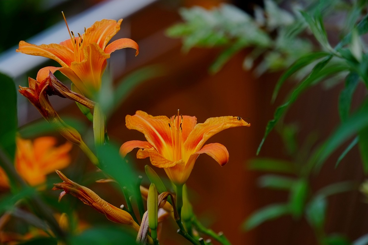 Gėlė, Gėlės, Oranžinė, Vasara, Sodas, Dahlia, Dahlia Sodas, Ugnis, Uždaryti, Antspaudas