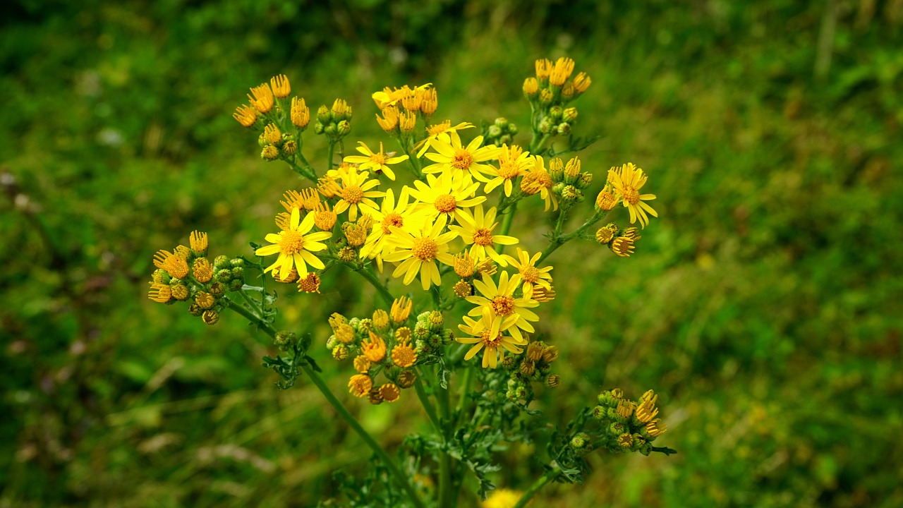 Gėlė, Augalas, Sodas, Žalias, Lapai, Lauke, Vasara, Flora, Auga, Augimas