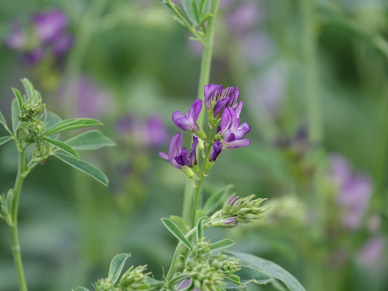 Gėlė, Gamta, Purpurinės Gėlės, Liucernos, Gėlės, Šviesiai Violetinė, Nemokamos Nuotraukos,  Nemokama Licenzija