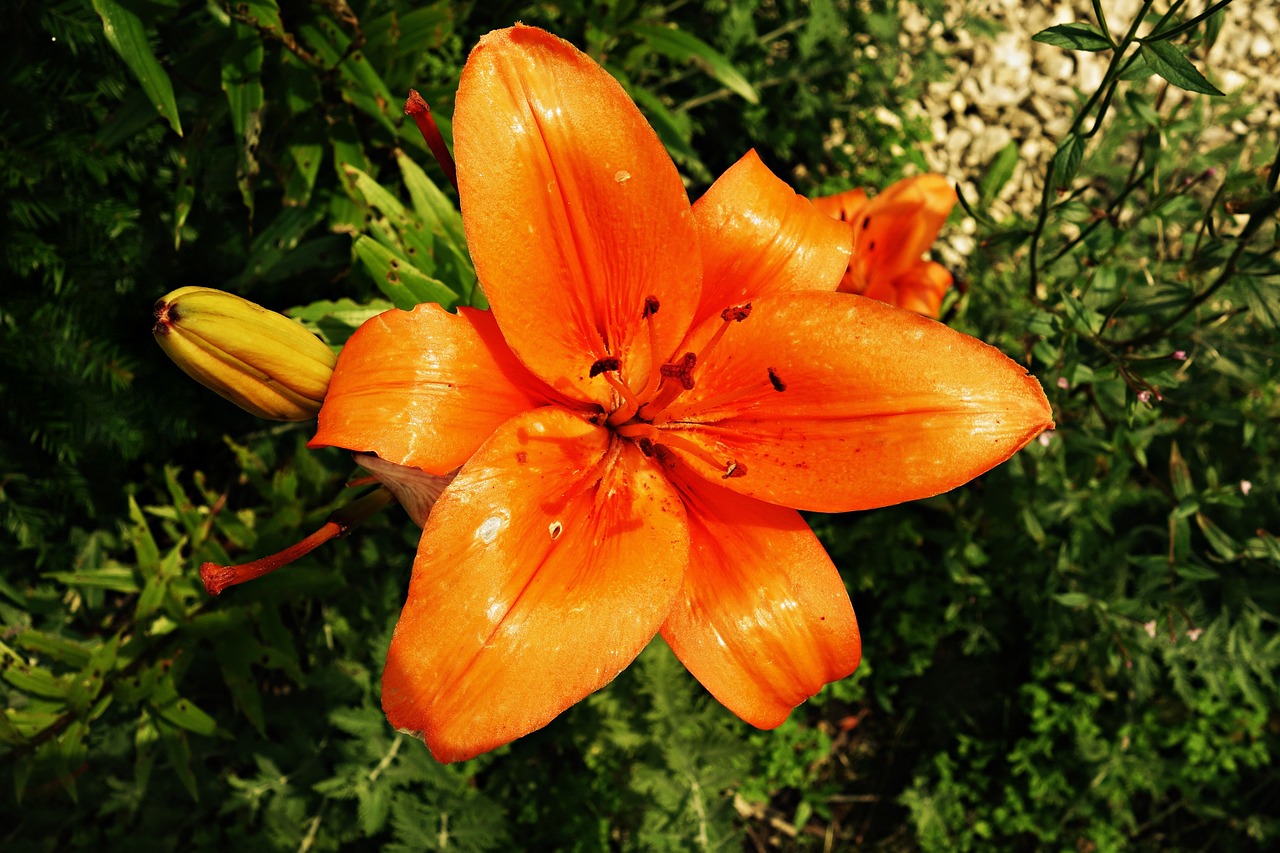 Gėlė, Oranžinė, Oranžinė Gėlė, Augalas, Žiedas, Žiedlapis, Pistil, Makro, Vasara, Nemokamos Nuotraukos