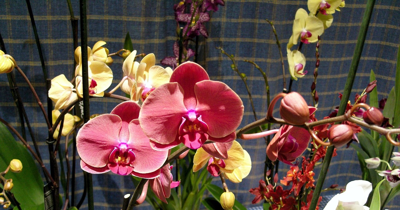 Gėlė, Orchidėja, Augalas, Rožinės Žiedlapių, Nemokamos Nuotraukos,  Nemokama Licenzija