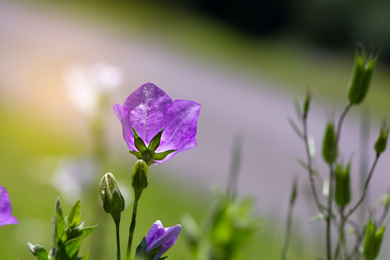 Gėlė, Varpelė, Violetinė, Violetinė, Purpurinė Gėlė, Žiedas, Žydėti, Augalas, Gamta, Sodas