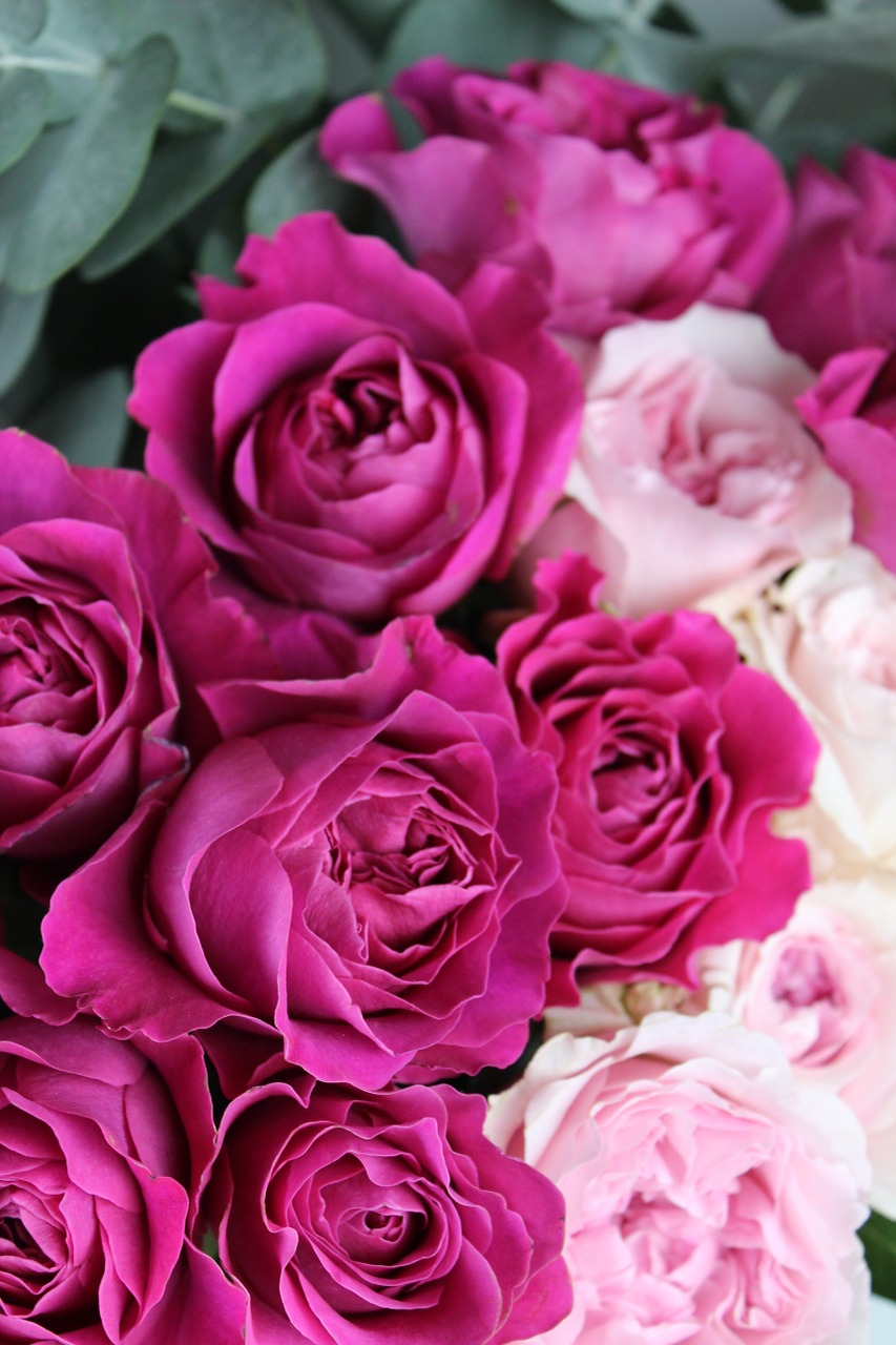 Gėlė, Gėlių Fotografija, Rožės, Sodo Rožės, Rožinis, Rožinės Rožės, David Austin Rožės, Skaitmeninis Marketingas, Dienoraštis, Instagram