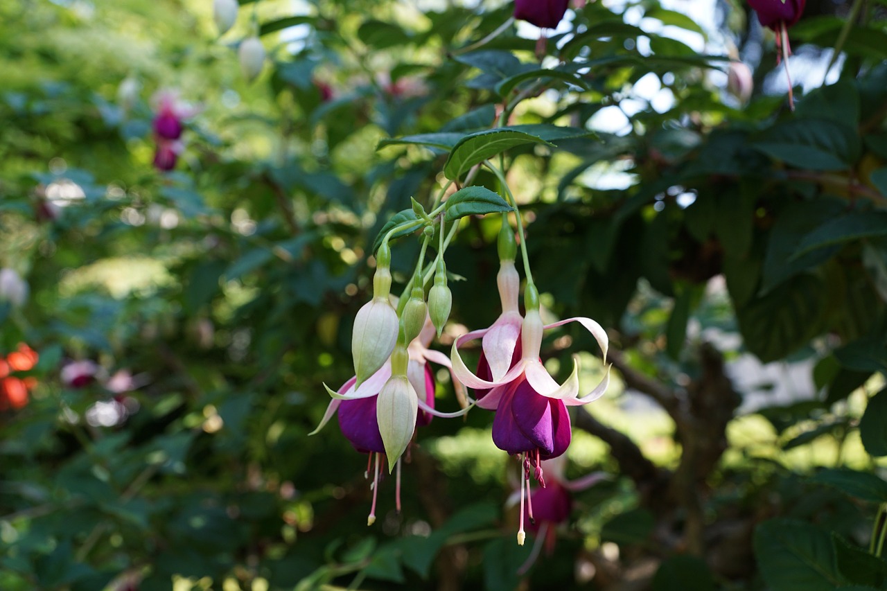 Gėlė, Fuksija, Botanikos Sodas, Überlingen, Gamta, Violetinė, Žalias, Violetinė, Pavasaris, Kvepalai