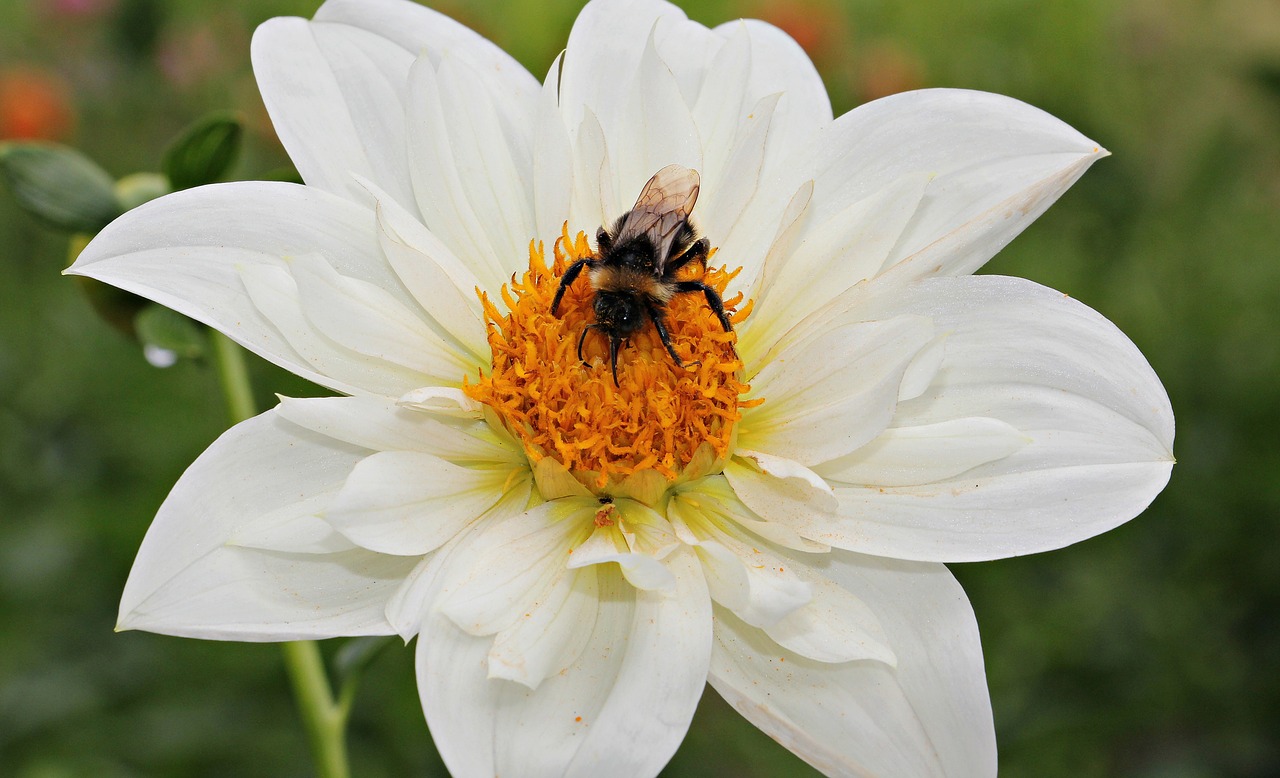 Dahlia, Gėlė, Žiedas, Žydėti, Baltas Žiedas, Gamta, Augalas, Vasara, Pavasaris, Bičių