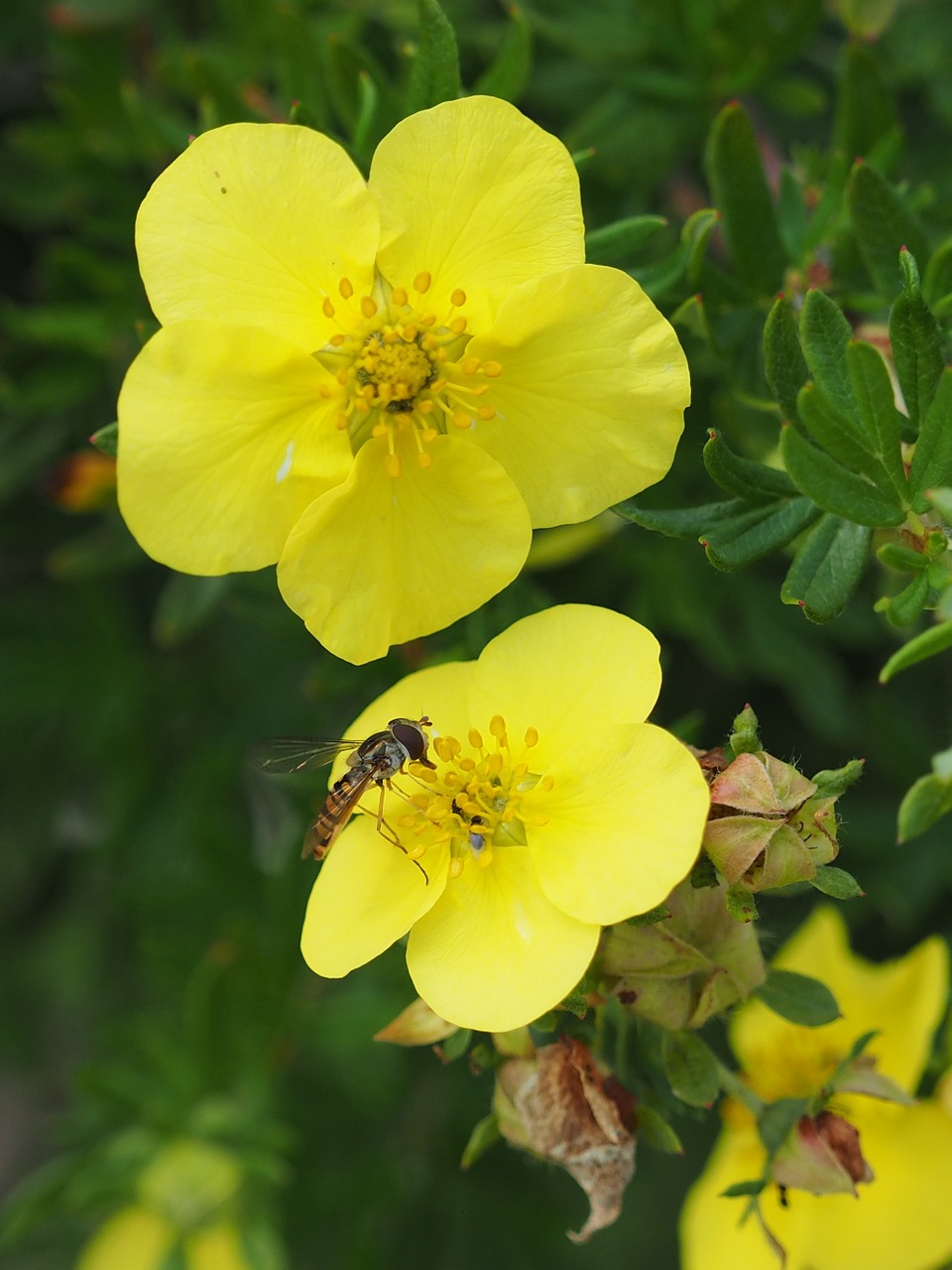 Gėlė, Geltona Gėlė, Geltona, Gamta, Augalas, Gėlės, Cinquefoil, Nemokamos Nuotraukos,  Nemokama Licenzija