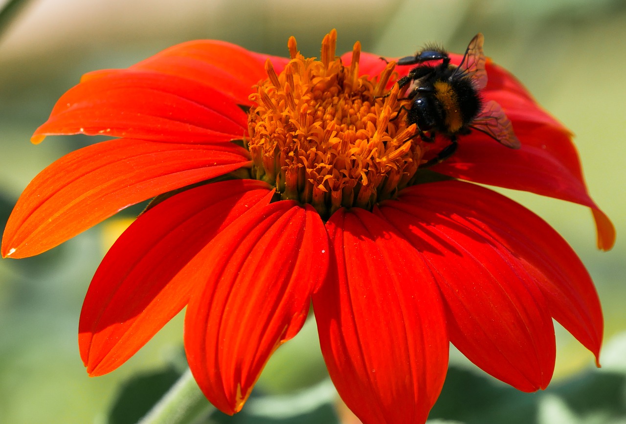 Gėlė, Žiedas, Žydėti, Hummel, Zinnia, Nektaras, Maistas, Antspaudas, Žydėti, Vasara