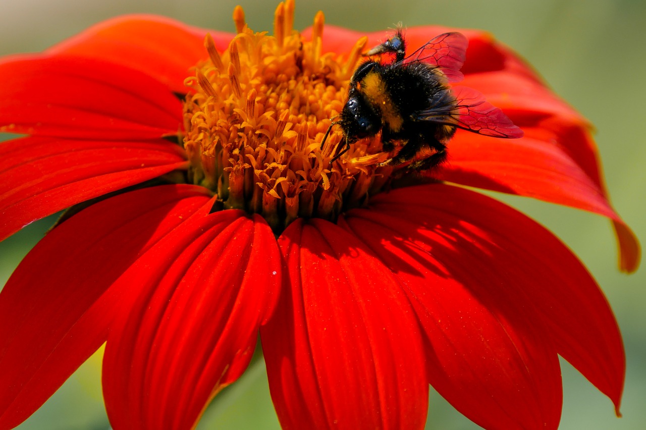 Gėlė, Žiedas, Žydėti, Hummel, Zinnia, Nektaras, Maistas, Antspaudas, Žydėti, Vasara