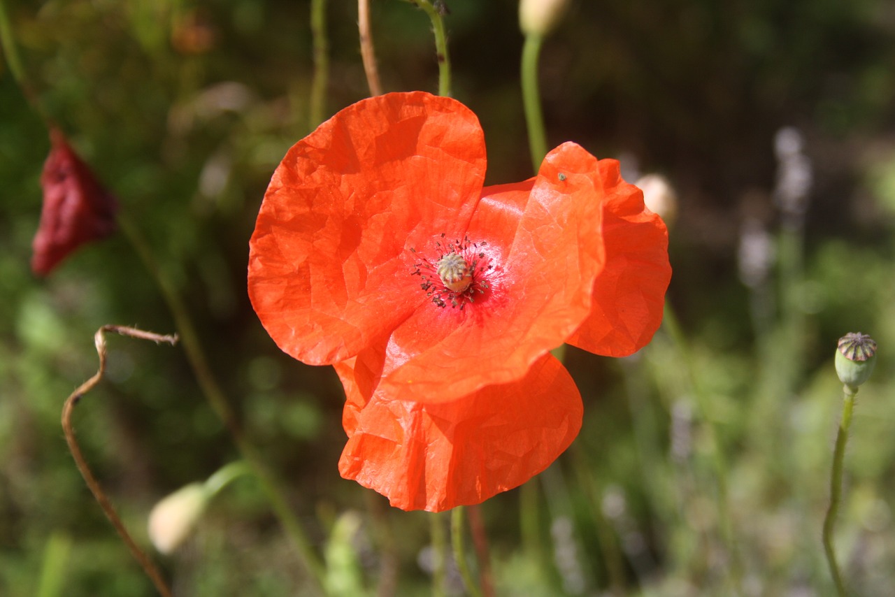 Gėlė, Vasara, Augalas, Vasaros Gėlės, Žiedas, Saulėtas, Žydėti, Flora, Žydi, Sodininkystė