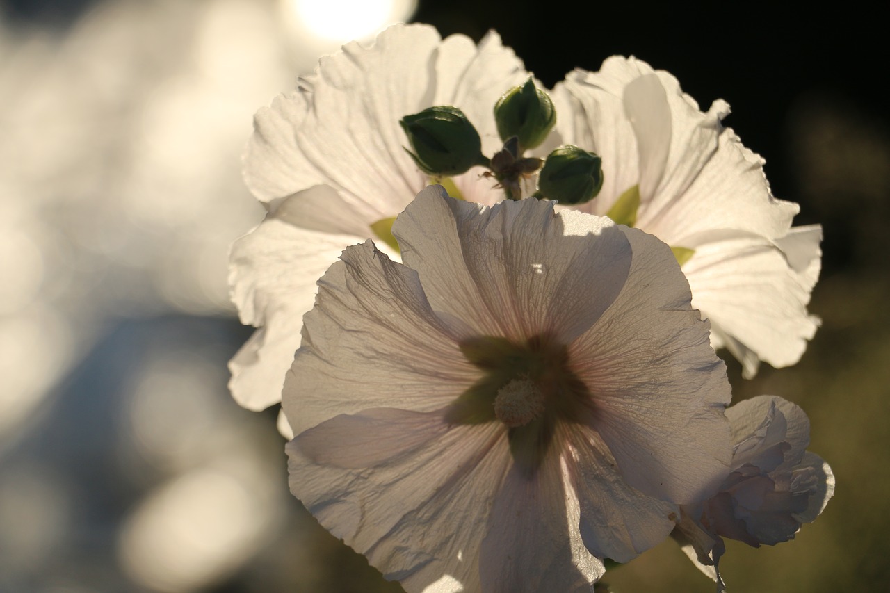 Gėlė, Pavasario Balta, Gamta, Nemokamos Nuotraukos,  Nemokama Licenzija