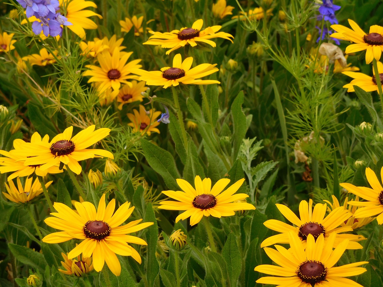 Gėlė, Daisy, Žiedas, Žydi, Augalas, Pavasaris, Vasara, Žiedlapiai, Flora, Gamta