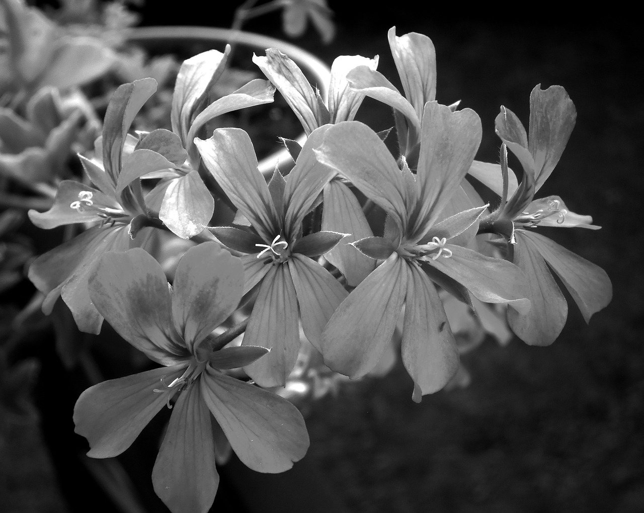 Gėlė, Geranium, Juoda, Balta, Vasara, Žiedlapiai, Gamta, Nemokamos Nuotraukos,  Nemokama Licenzija