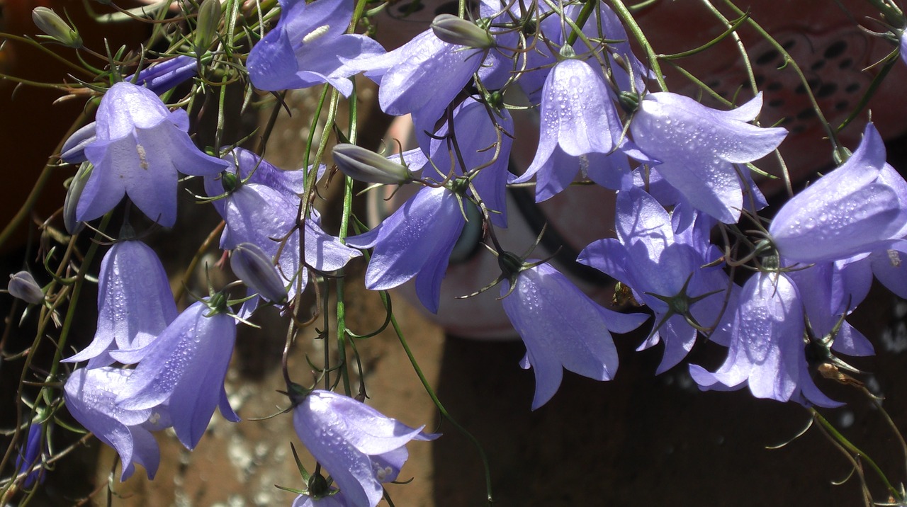 Gėlė, Campanula, Harebell, Alpių, Mėlynas, Nemokamos Nuotraukos,  Nemokama Licenzija