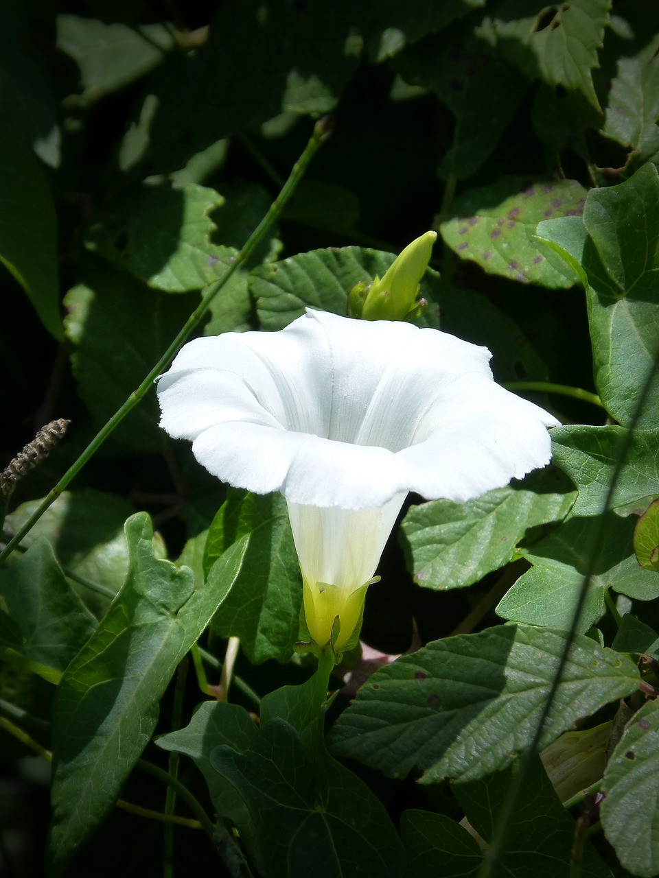 Gėlė, Balta Gėlė, Varpas, Laukinė Gėlė, Campanula, Nemokamos Nuotraukos,  Nemokama Licenzija