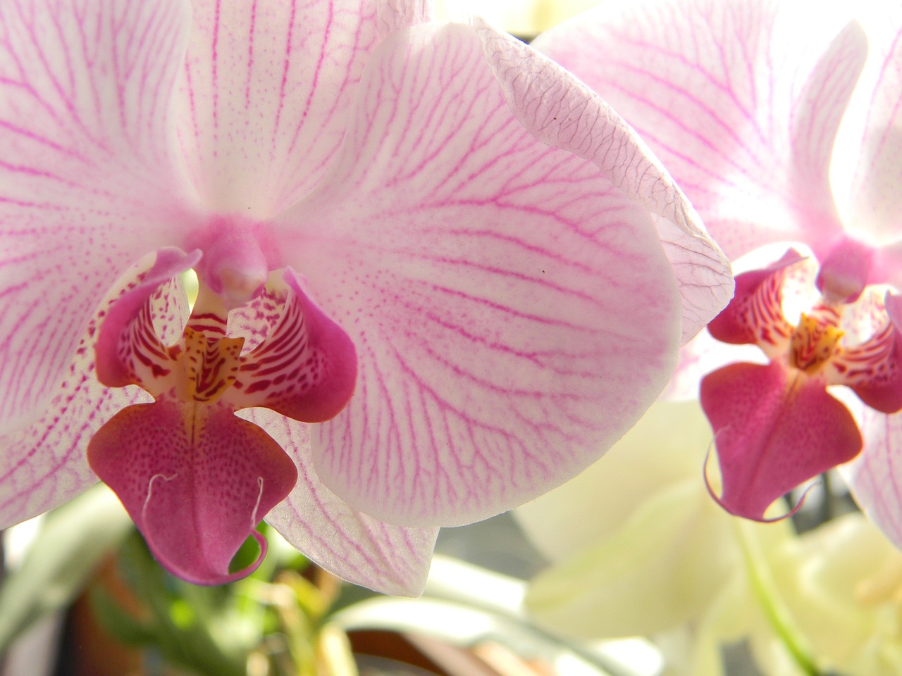 Gėlė, Orchidėjos, Spalvos, Nemokamos Nuotraukos,  Nemokama Licenzija