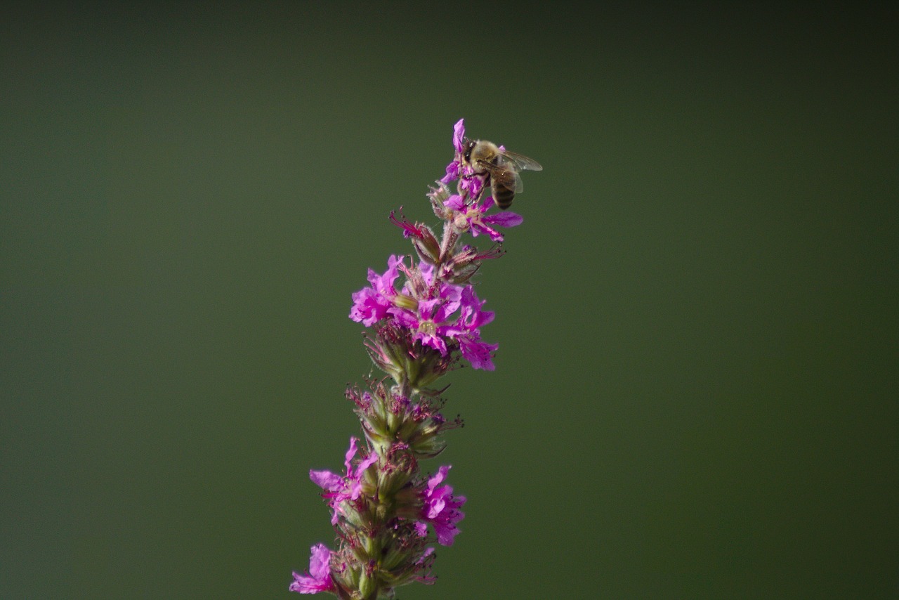 Gėlė, Raudona, Rožinis, Uždaryti, Bokeh, Vasara, Žiedas, Žydėti, Gamta, Aplinka