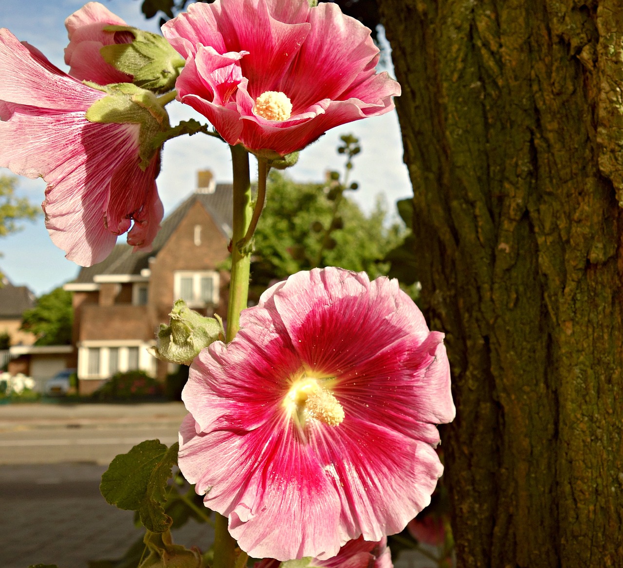 Gėlė, Hollyhock, Paprastas Šokoladas, Žydėti, Alcea, Medis, Miesto Aplinka, Rožinis, Nemokamos Nuotraukos,  Nemokama Licenzija