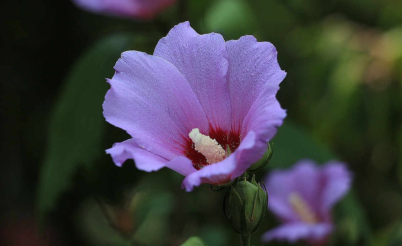 Ruzha, Gėlė, Gamta, Makro, Violetinė, Flora, Nemokamos Nuotraukos,  Nemokama Licenzija