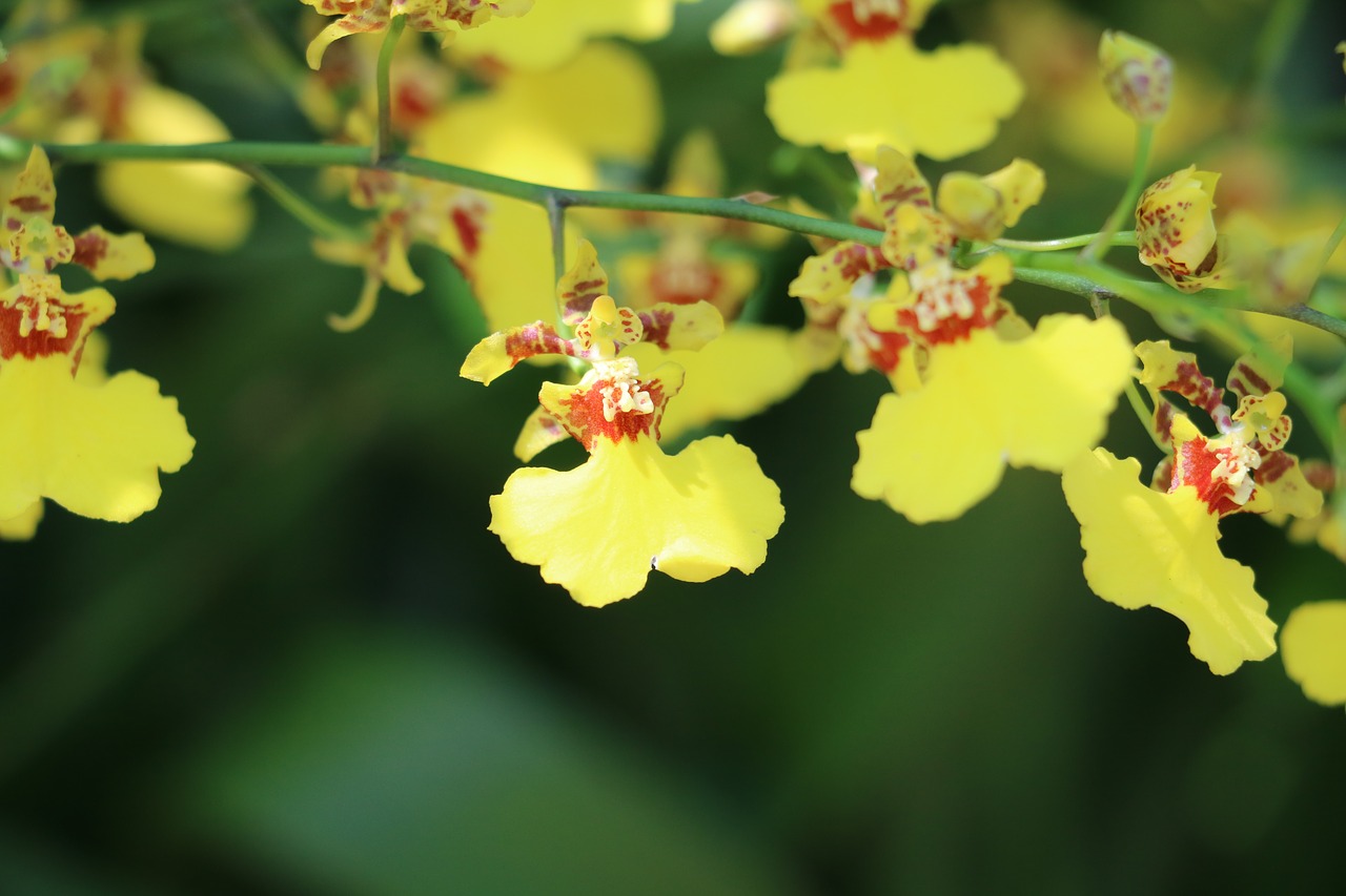 Gėlė, Orchidėja, Geltona, Delikatesas, Sodas, Gėlės, Augalas, Pavasaris, Gamta, Nemokamos Nuotraukos