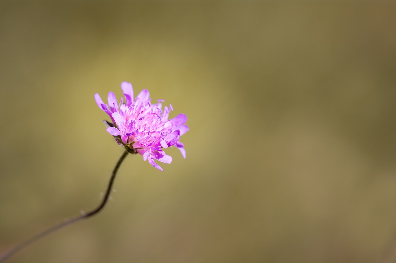 Gėlė, Aštraus Gėlė, Rožinis, Violetinė, Uždaryti, Vasara, Gamta, Žiedas, Žydėti, Gėlių Fotografija