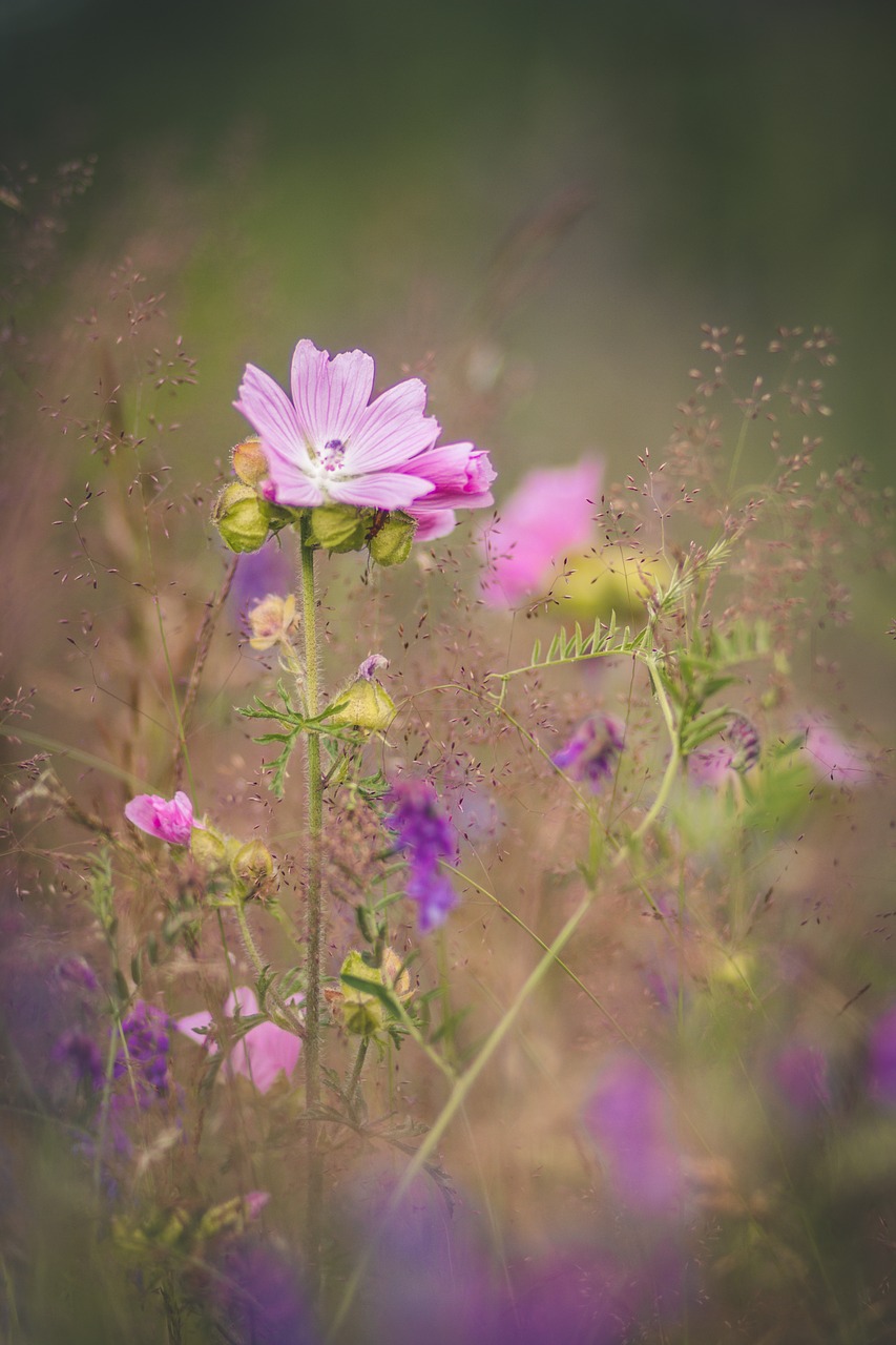 Gėlė, Mallow, Gamta, Vasara, Žiedas, Žydėti, Rožinis, Žydėti, Flora, Grybų Gėlė