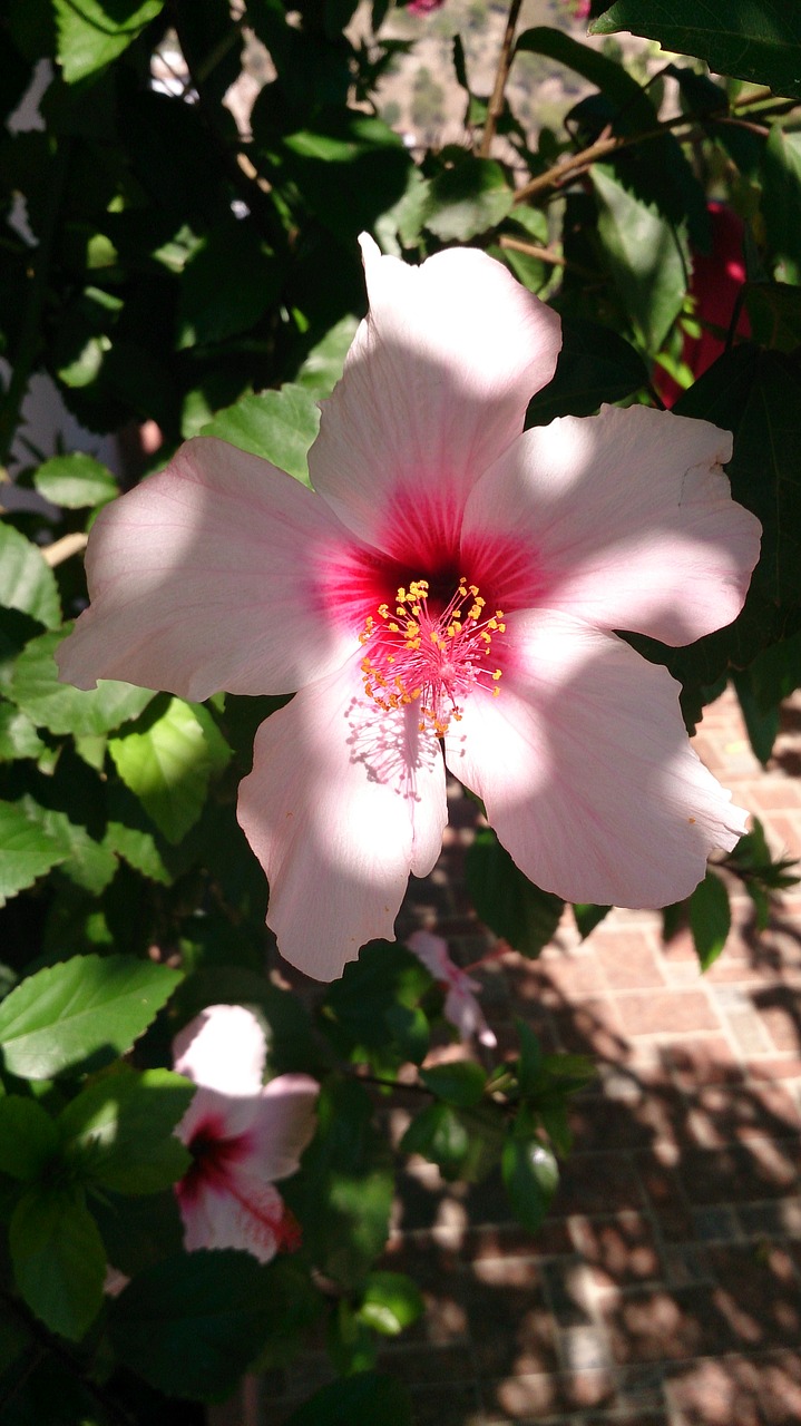 Hibiscus, Gėlė, Ramiojo Vandenyno Regionas, Pavasaris, Blyški, Rožinis, Nemokamos Nuotraukos,  Nemokama Licenzija