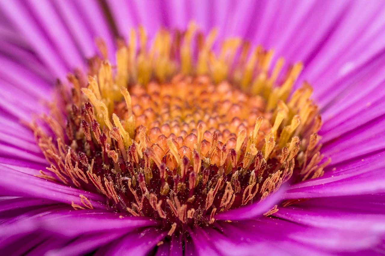 Gėlė, Makro, Žiedas, Žydėti, Violetinė, Nemokamos Nuotraukos,  Nemokama Licenzija