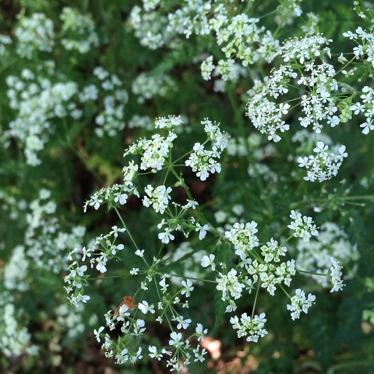 Gėlė, Cowparsley, Gamta, Žydėjimas, Žolė, Pieva, Pavasaris, Balta, Scena, Nemokamos Nuotraukos