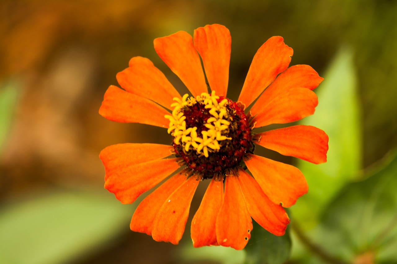 Zinnia, Oranžinė, Žiedlapiai, Gėlė, Ryškios Gėlės, Auksinė Daisy, Lauko Gylis, Nemokamos Nuotraukos,  Nemokama Licenzija