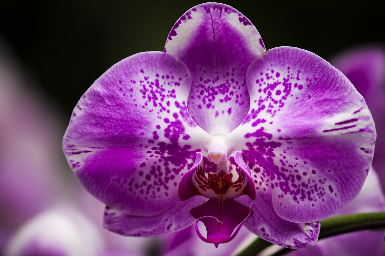 Gėlė, Orchidėja, Žiedas, Žydėti, Violetinė, Nemokamos Nuotraukos,  Nemokama Licenzija