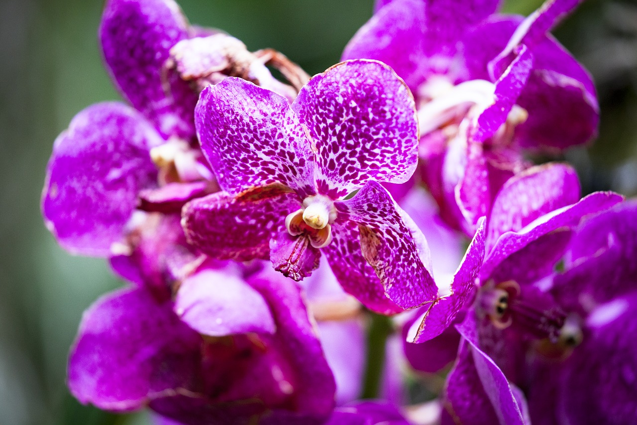 Gėlė, Orchidėja, Žiedas, Žydėti, Violetinė, Fuksija, Nemokamos Nuotraukos,  Nemokama Licenzija