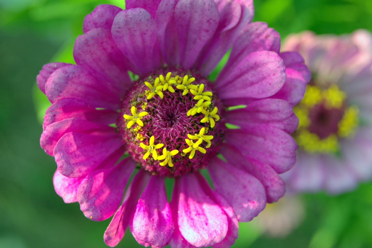 Zinnia, Gėlė, Violetinė, Geltona Priemonė, Žvaigždės, Žiedlapiai, Tuti, Padidinti, Sodas, Violetinė