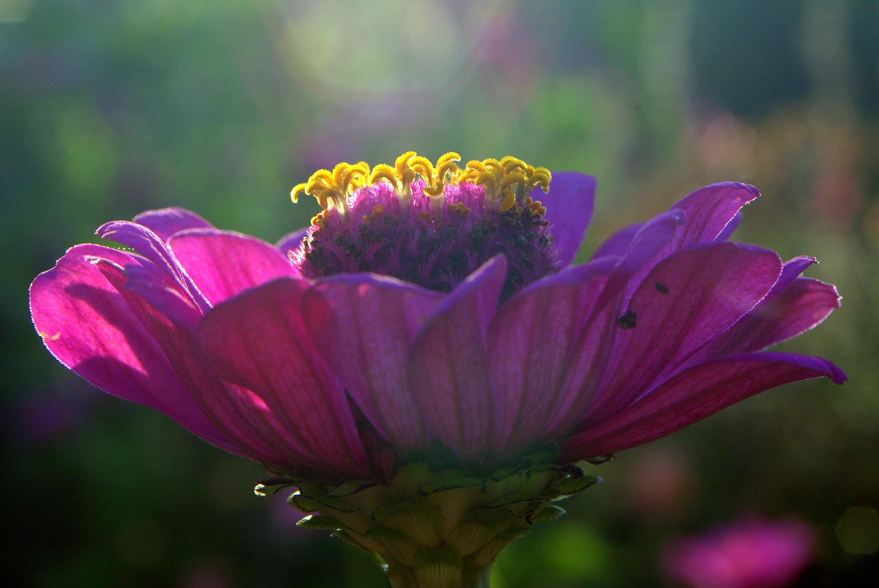 Zinnia, Gėlė, Violetinė, Geltona Priemonė, Žvaigždės, Žiedlapiai, Tuti, Padidinti, Sodas, Violetinė