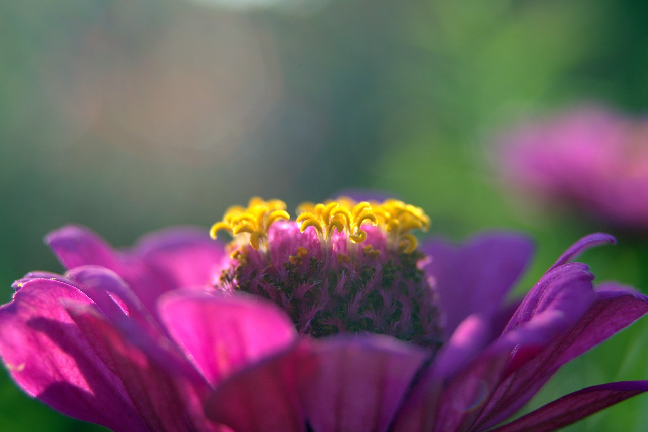 Zinnia, Gėlė, Violetinė, Geltona Priemonė, Žvaigždės, Žiedlapiai, Tuti, Padidinti, Sodas, Violetinė