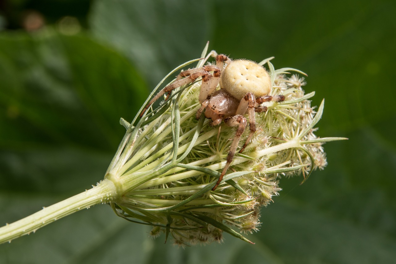 Gėlė, Voras, Makro, Keturi Traukiniai Kreuzspinne, Uždaryti, Laukiniai Morkos, Sodo Voras, Gamta, Nemokamos Nuotraukos,  Nemokama Licenzija